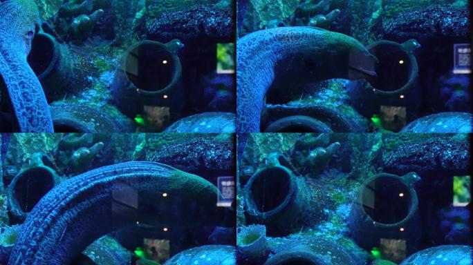 恐怖深海海鳗危险神秘 (8)