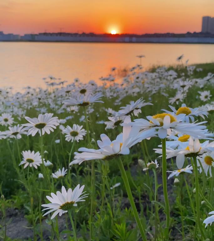 夕阳下美丽的洋甘菊，白色的小菊花