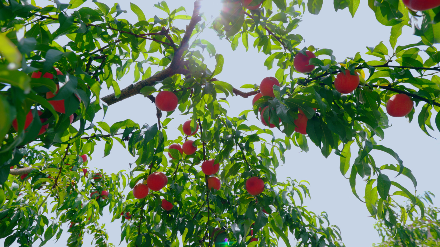 桃子 鲜桃 贵妃桃 运镜拍摄 水果