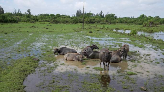 湿地水牛休息