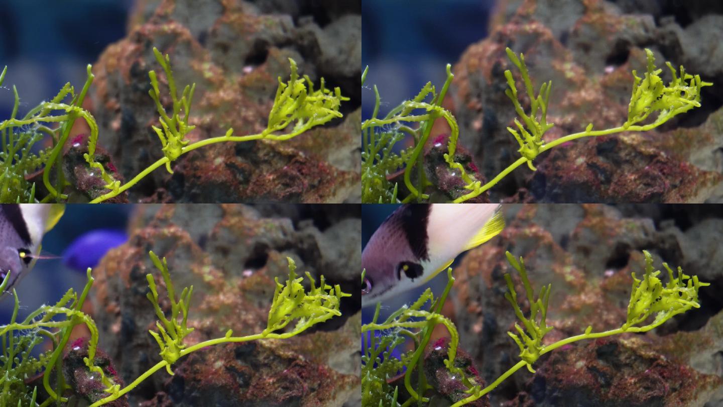 海藻海草海水缸造景小丑鱼 (7)
