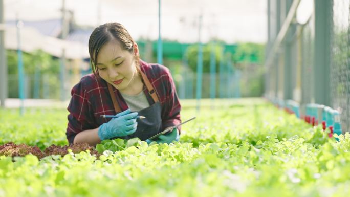 女农民使用数字平板电脑监控大型菜场的莴苣田