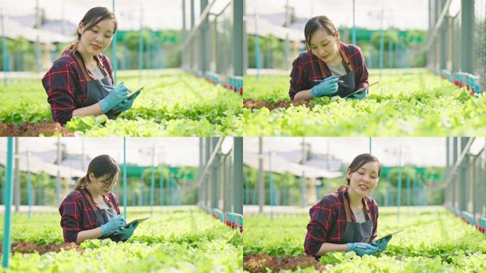 女农民使用数字平板电脑监控大型菜场的莴苣田