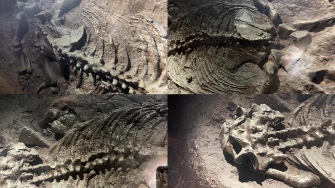 考古化石中的恐龙骨骼 (3)