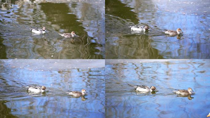 初春在水中嬉戏的野鸭子