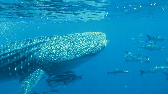 鲸鲨（Rhincodon类型）和眼镜蛇（Rachycentron canadum）一起游泳。位于泰国
