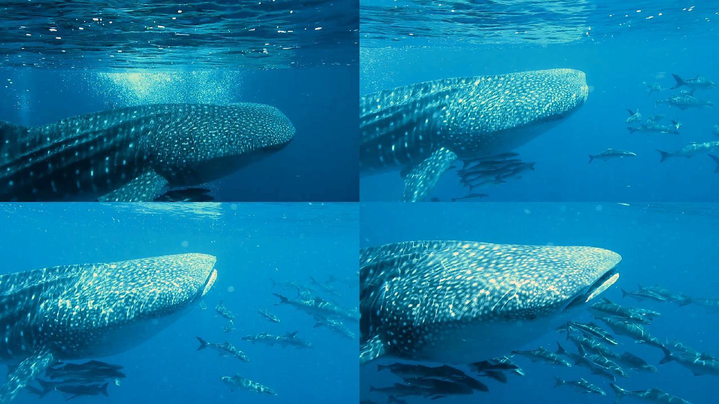 鲸鲨（Rhincodon类型）和眼镜蛇（Rachycentron canadum）一起游泳。位于泰国