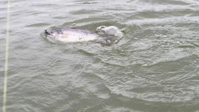 湖水钓鱼路亚抛竿野营 (9)