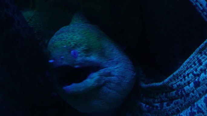 恐怖深海海鳗危险神秘 (4)