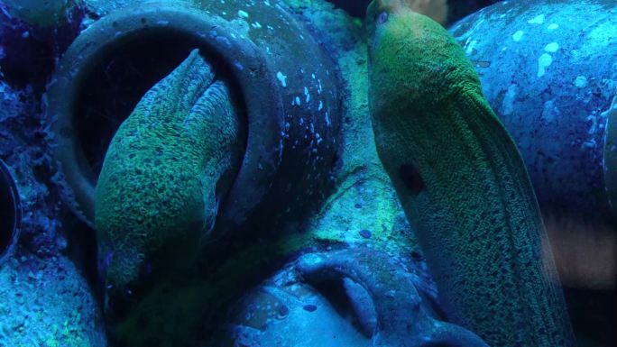 恐怖深海海鳗危险神秘 (9)