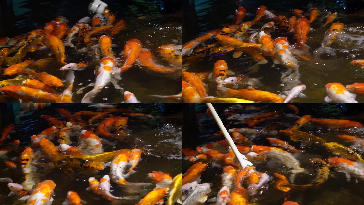 锦鲤鲤鱼富贵鱼池水池_(3)_3840x2160_高清视频素材下载(编号:8025654