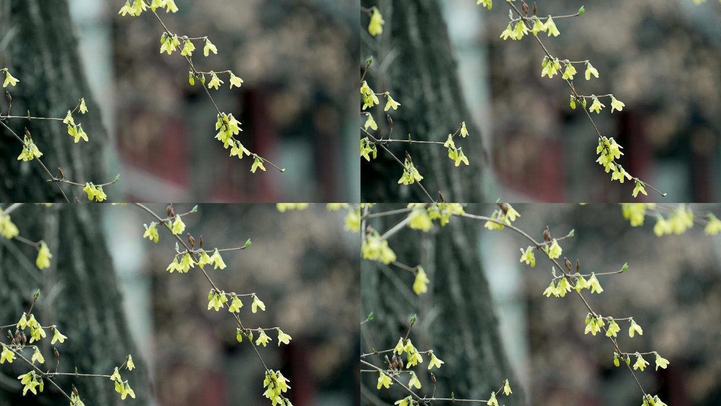 春季北京大觉寺的盛开的迎春花