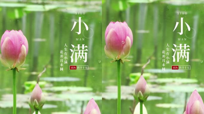 原创小满节气AE模板