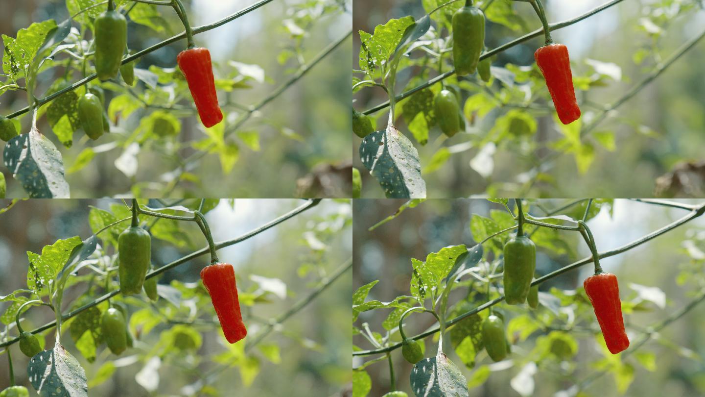 正在生长的红辣椒植株和果实的详细照片