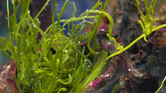 海藻海草海水缸造景小丑鱼 (6)