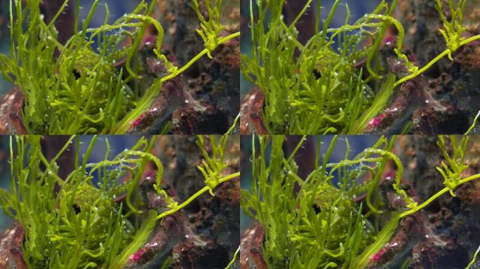 海藻海草海水缸造景小丑鱼 (6)