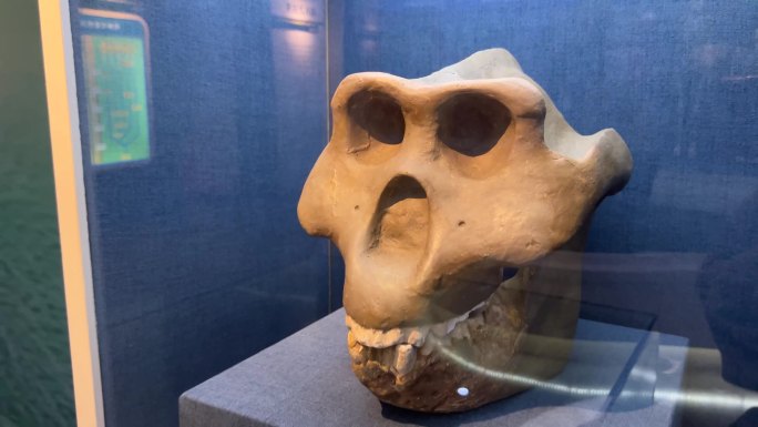 古人类原始人头骨化石骷髅 (2)