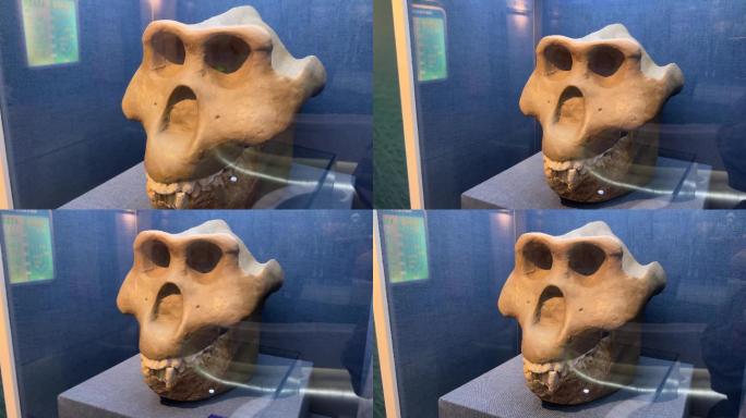 古人类原始人头骨化石骷髅 (2)