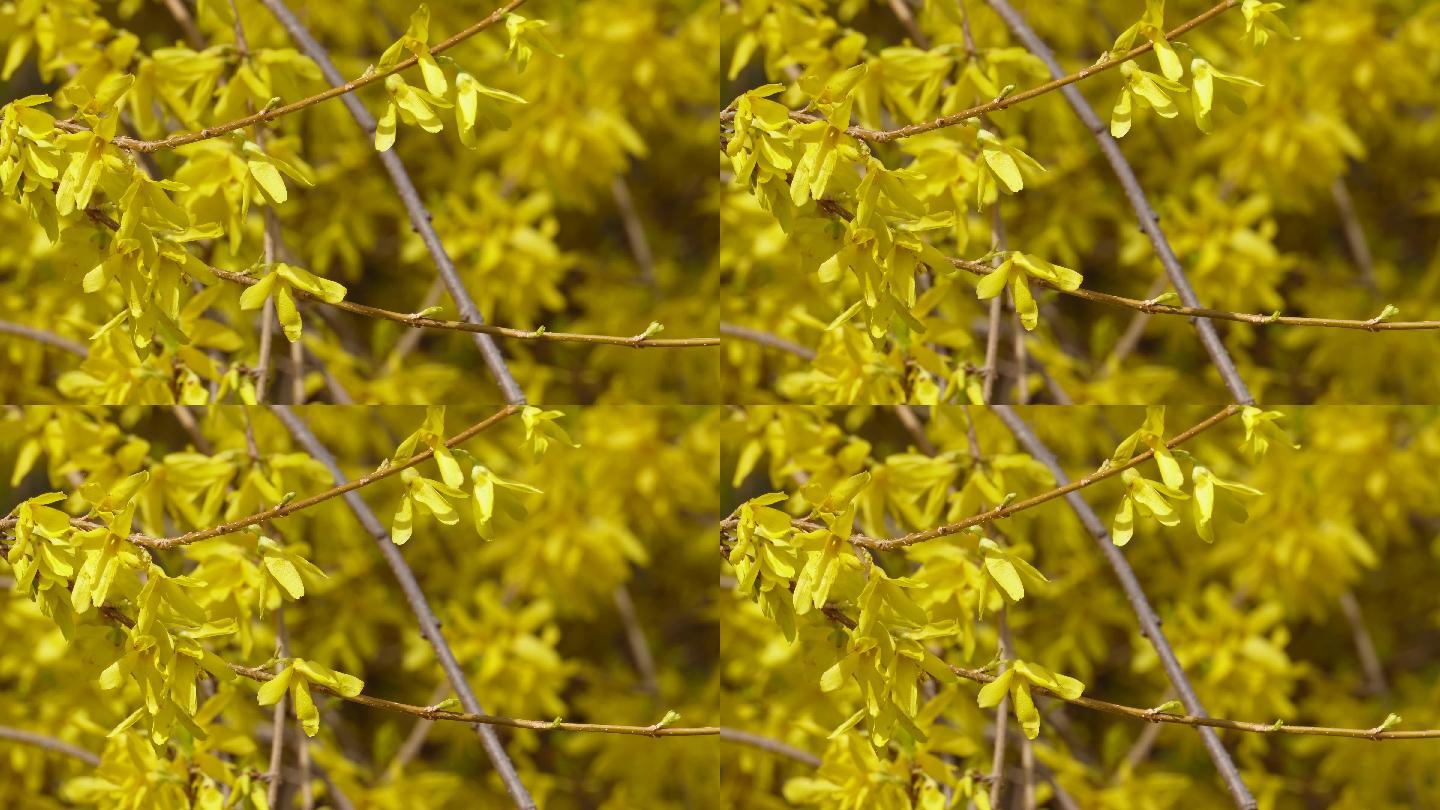 黄色鲜花迎春花植物园 (2)