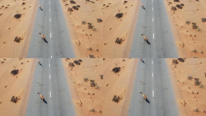 阿拉伯联合酋长国阿联酋沙漠中骆驼在沙漠公路上行走的鸟瞰图