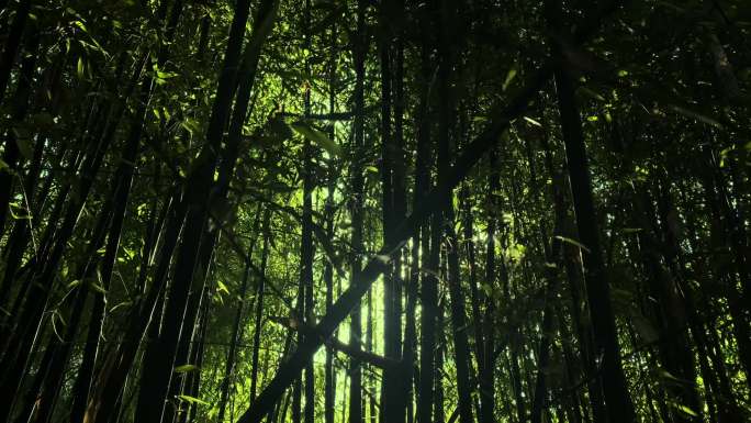 意境唯美竹林穿梭阳光透射