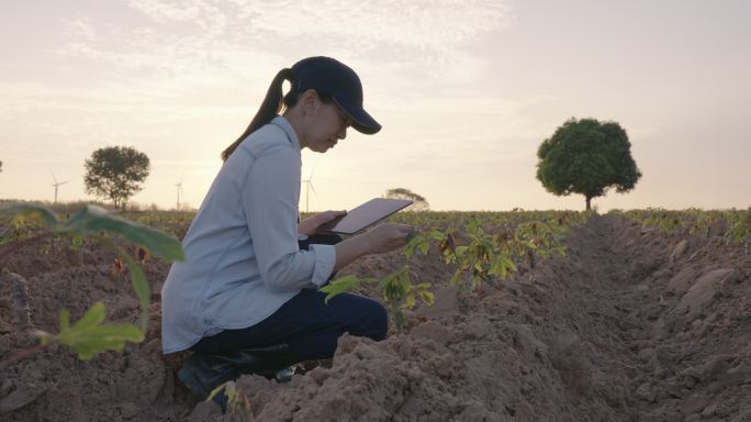 后视图，在夕阳的剪影中，年轻的女农民手持平板电脑，在田野里行走，审视着乡村景色。技术和人/聪明的农民