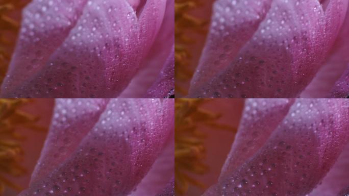 Dolly特写镜头：粉红色牡丹花盛开的花瓣和水滴。