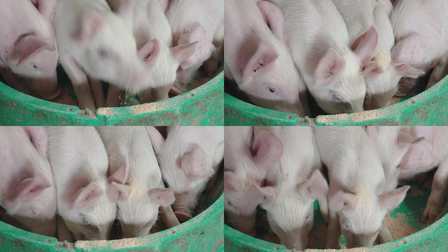 养猪场佩奇pig