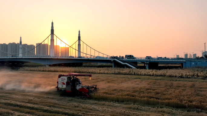 4K-夕阳下收割场景