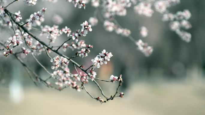 春天北京大觉寺内盛开的樱花