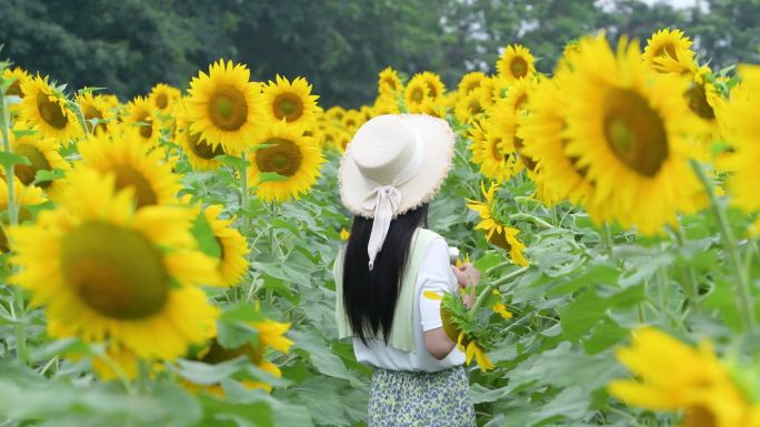 4K向日葵花海里的少女