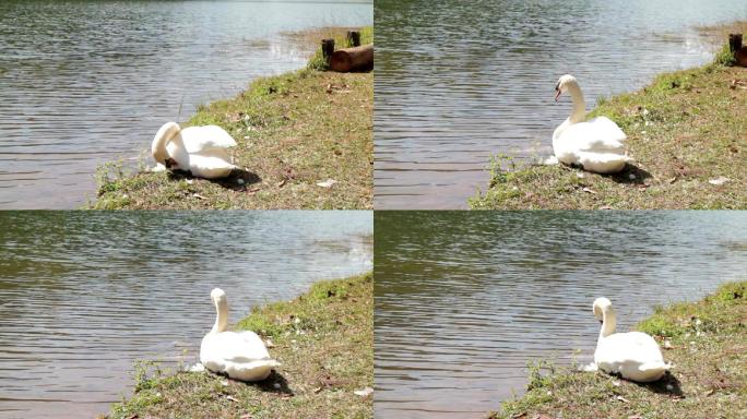 美丽的天鹅天鹅在水边大自然素材天鹅休息