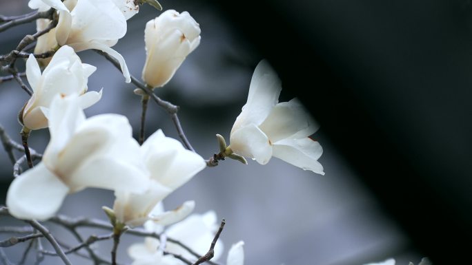 4K升格实拍春季北京大觉寺盛开的玉兰花