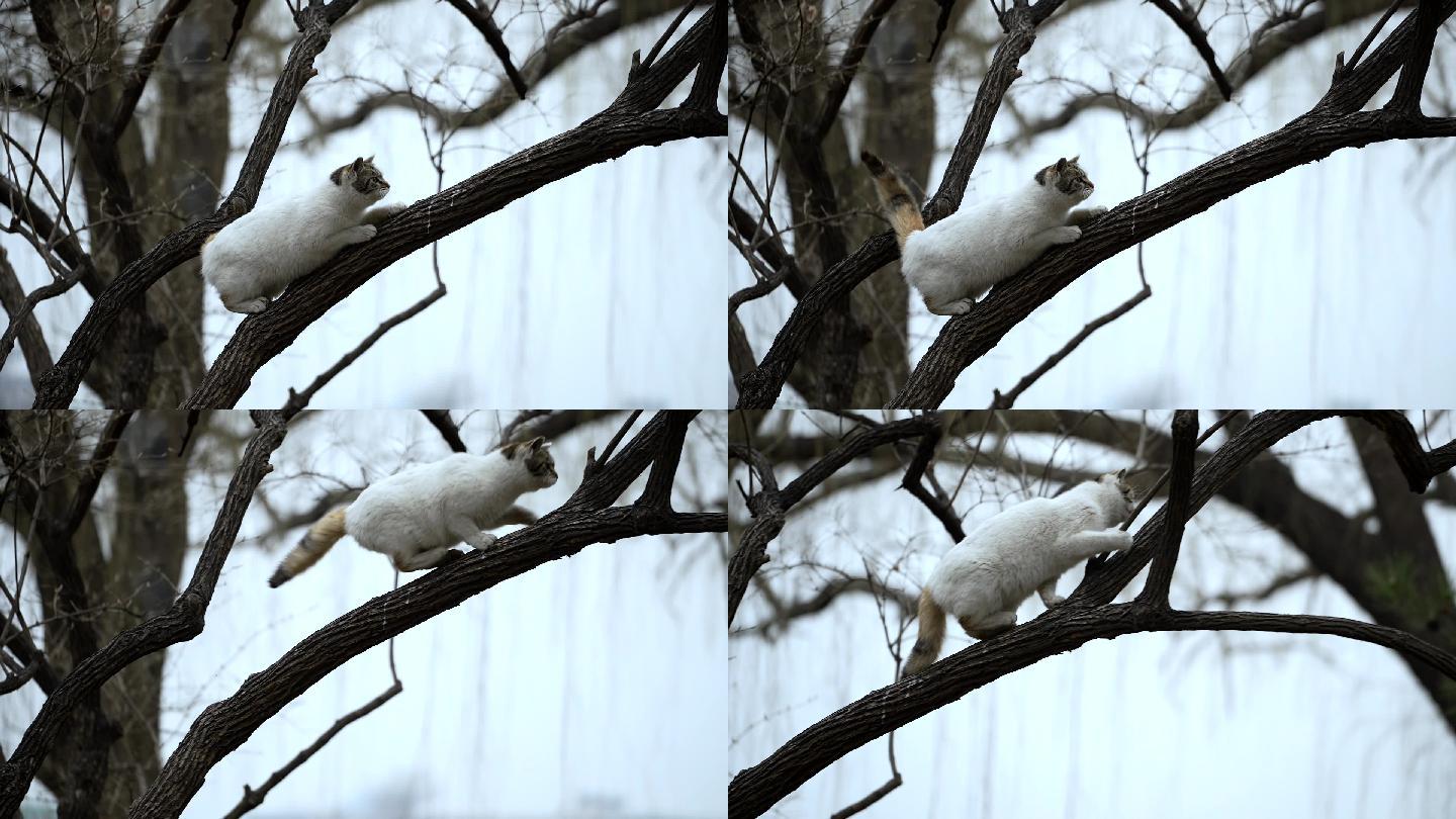 初春北京北海公园内的猫