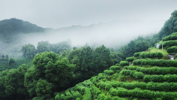 雾茶山茶山清晨云雾朦胧