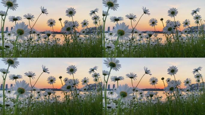 夕阳下的洋甘菊