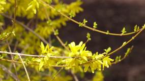 黄色鲜花迎春花植物园 (5)视频素材