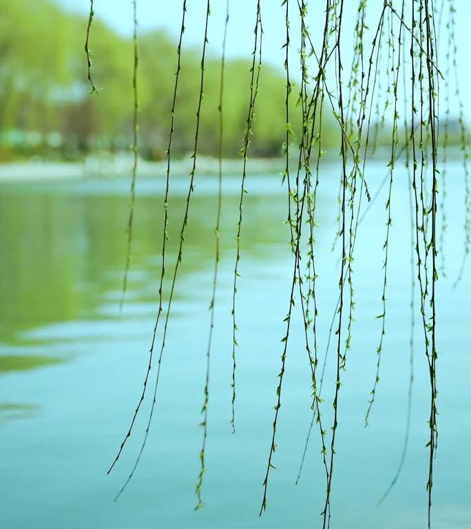 初春北京玉渊潭公园里发芽的柳条