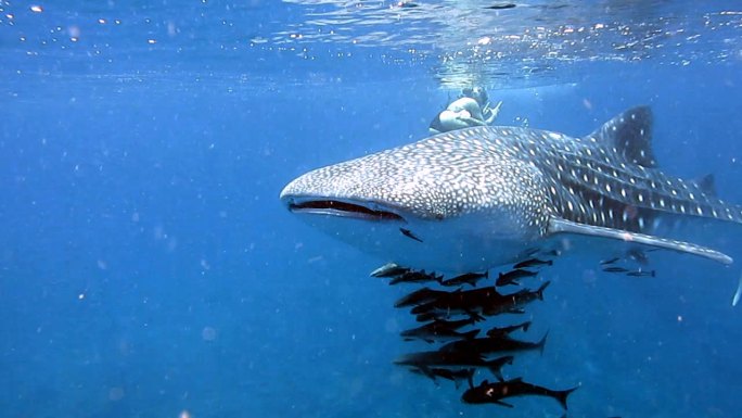 濒危物种中上层鲸鲨（Rhincodon类型）与眼镜蛇（Rachycentron canadum）和人