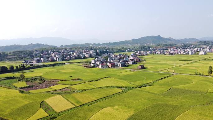 新农村新农田建设秋收景象稻田航拍