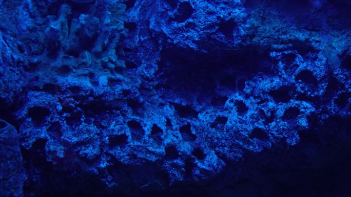 蓝色海底深海神秘热带鱼 (4)