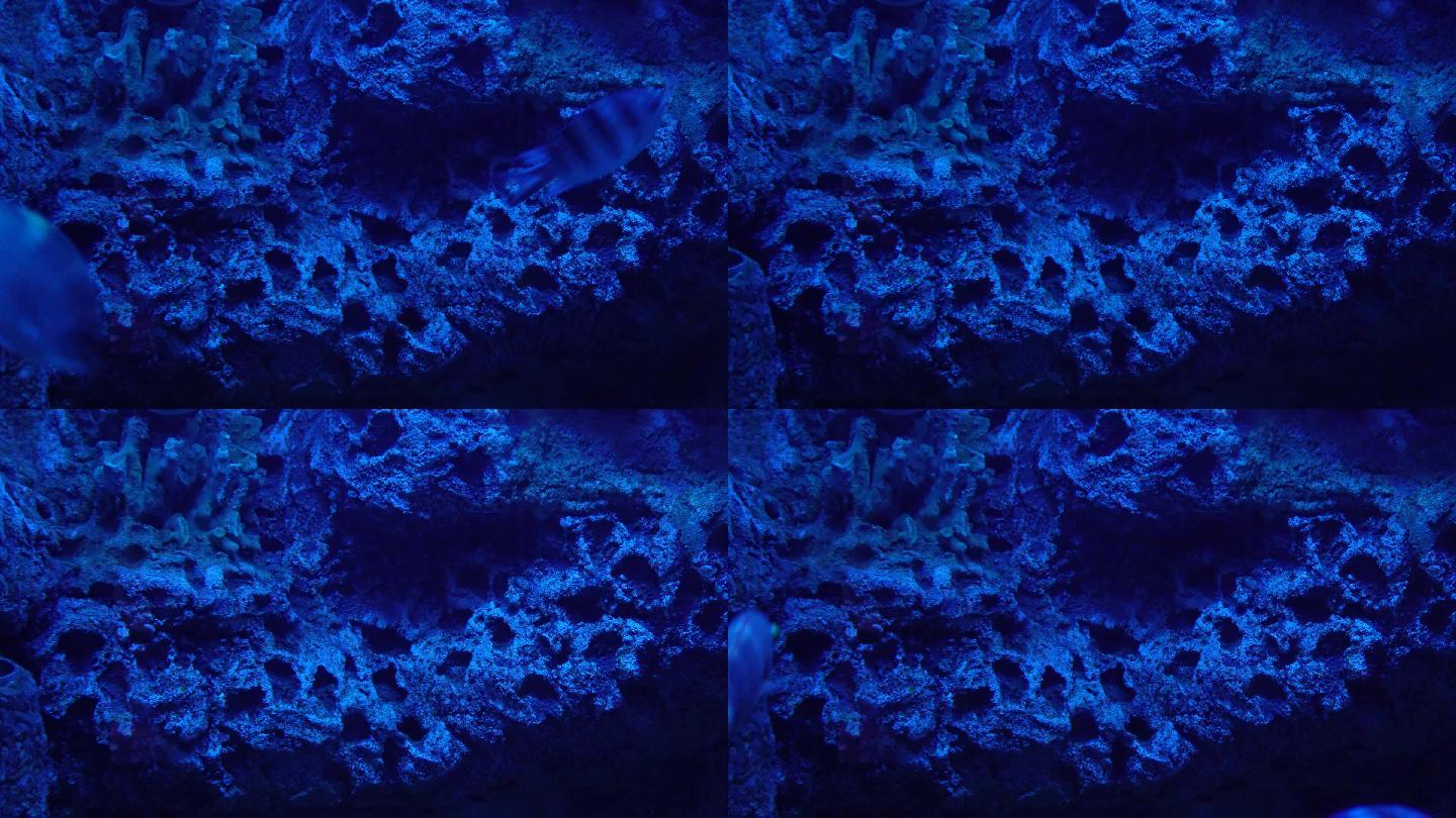 蓝色海底深海神秘热带鱼 (4)