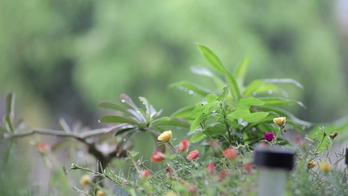 晨雨小花小草