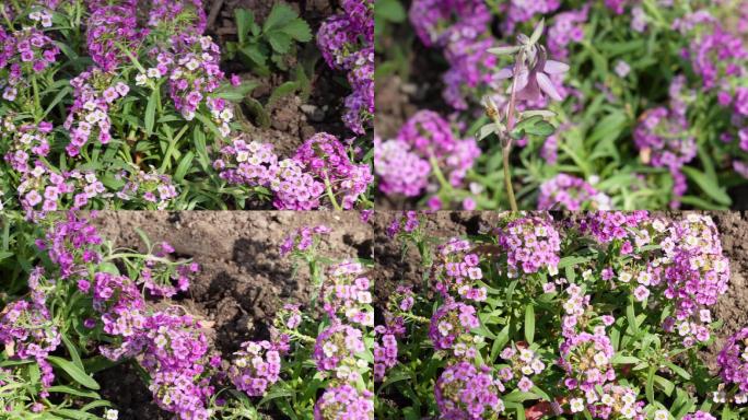 路边的紫色藕荷色野花 (6)