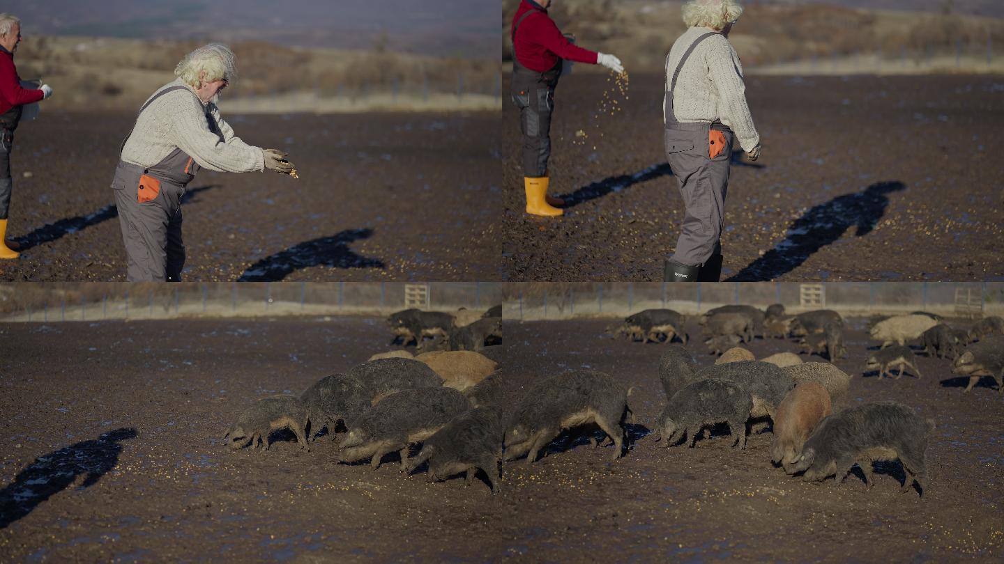 年长的牧民把玉米扔到湿地上，这样曼格利卡猪就可以吃草了
