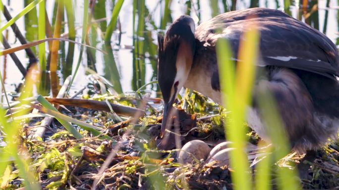 䴙鹈撘窝水鸟孵化生态水源