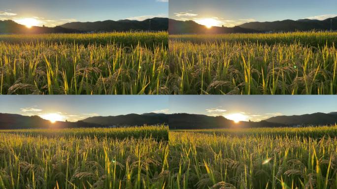 稻谷。农田耕地稻米