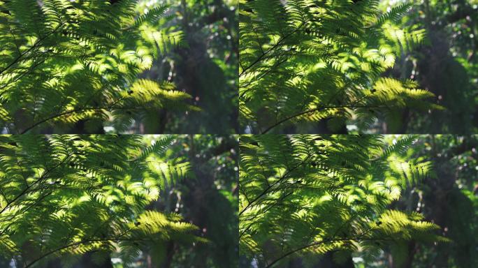 森林中光影的特写镜头。