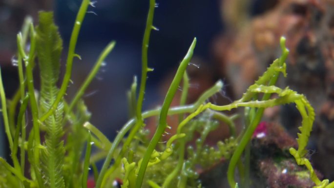 海藻海草海水缸造景小丑鱼 (9)