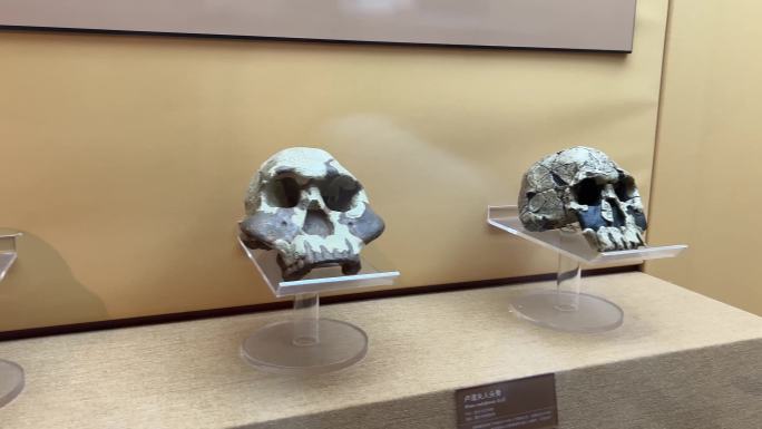 古人类原始人头骨化石骷髅 (1)